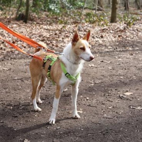 Simba sucht sein Zuhause