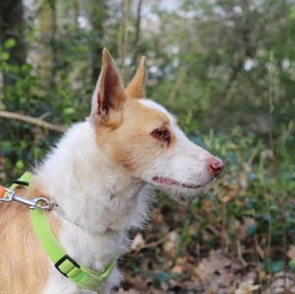 Simba sucht sein Zuhause