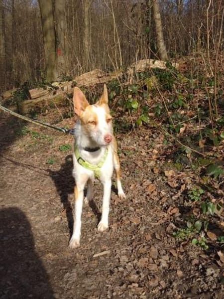 Simba sucht sein Zuhause