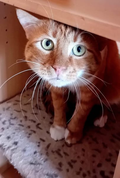 RIJKO, m., kastr., EHK