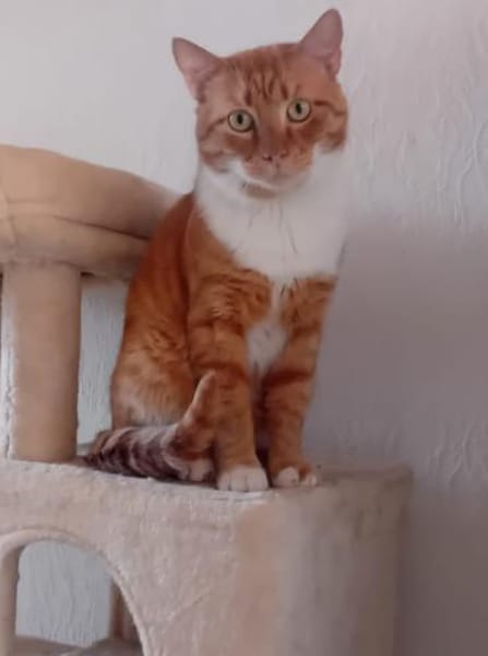 RIJKO, m., kastr., EHK