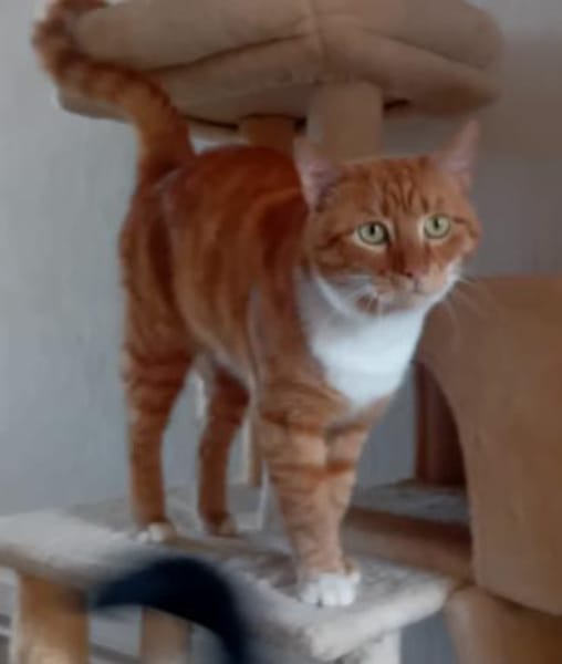 RIJKO, m., kastr., EHK