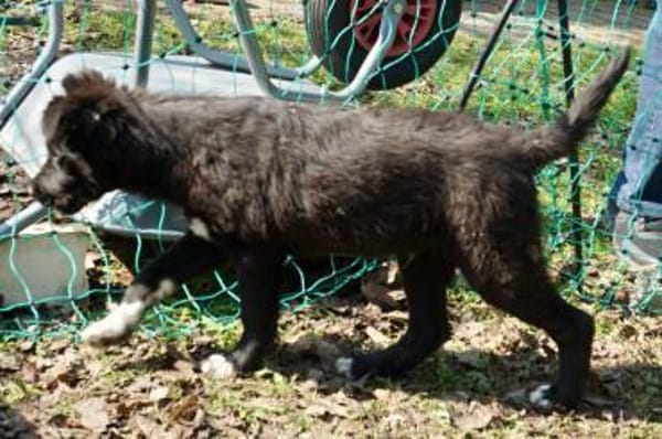 Timon, lernfreudig, verspielt, offen