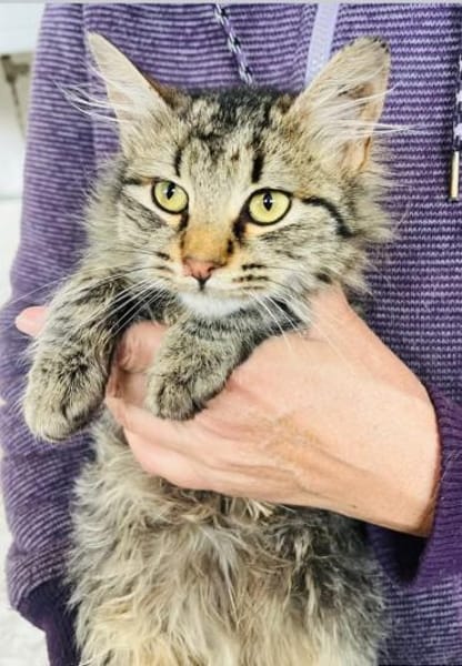 Fridolin, m., kastr., EHK