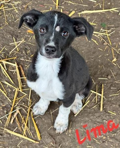 LIMA & CHICA und ihre Brüder suchen ihr