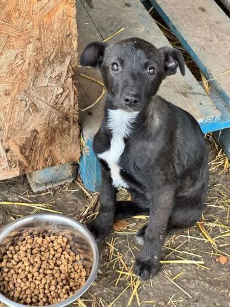 LIMA & CHICA und ihre Brüder suchen ihr