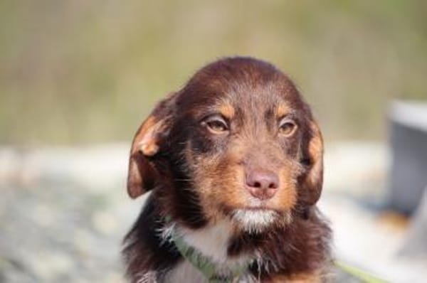 Anjo sucht sein Für-Immer- Zuhause