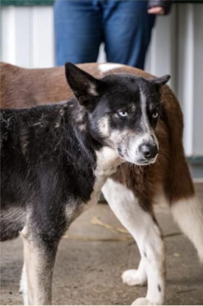 Freya mit den eisblauen Augen