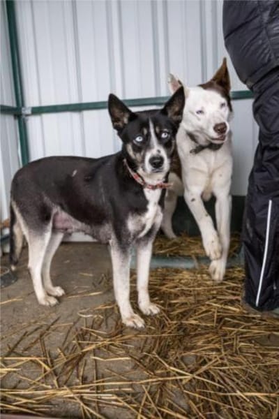 Freya mit den eisblauen Augen