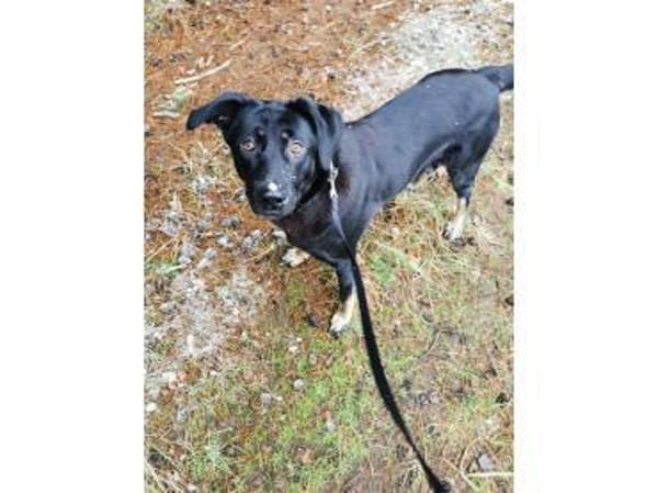 Laila - wartet in 19374 Domsühl