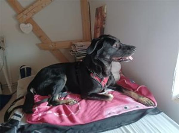 Laila - wartet in 19374 Domsühl