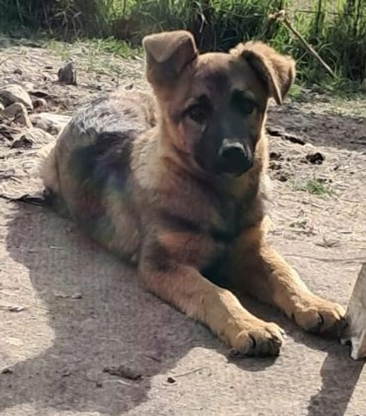 Leilli, Zuckerschnute sucht Körbchen