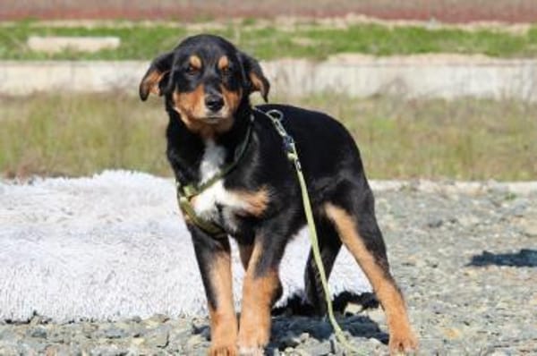 Champ sucht sein Glück...