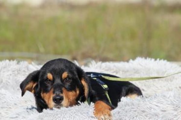 Champ sucht sein Glück...