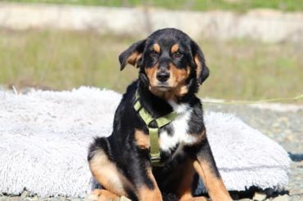 Champ sucht sein Glück...