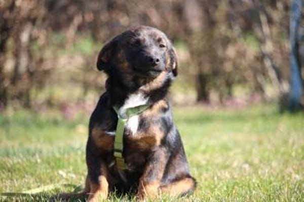 Kando möchte sein Herz verschenken...