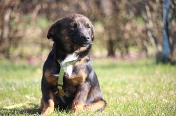 Kando möchte sein Herz verschenken...