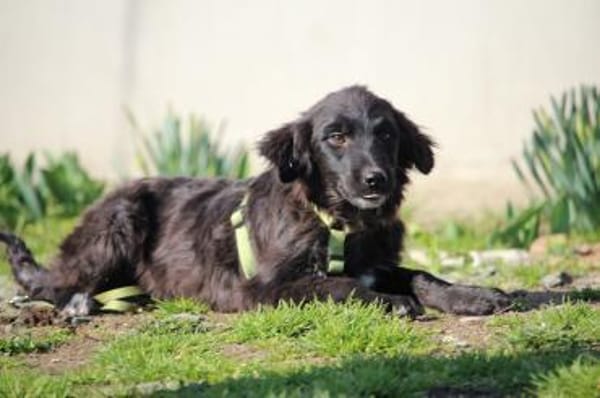 Moon sucht seine Traummenschen...