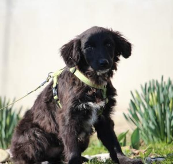 Moon sucht seine Traummenschen...