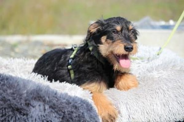 Jaci unser kleiner Prinz.....