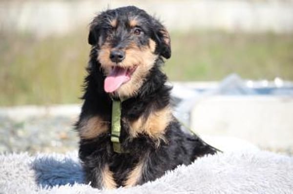 Jaci unser kleiner Prinz.....