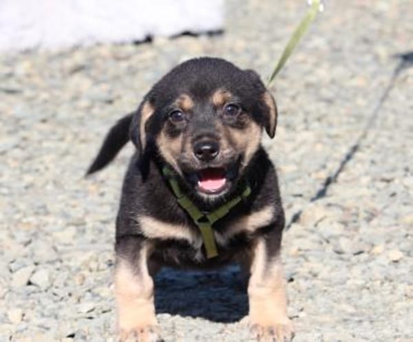 Flips der kleine Chameur...