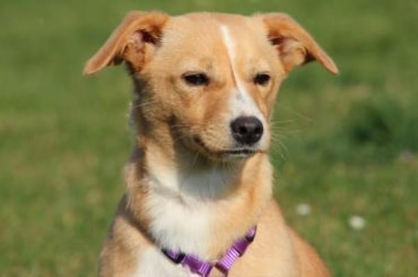 liebenswerte kleine - Sweety