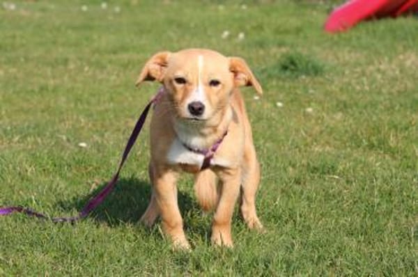 liebenswerte kleine - Sweety