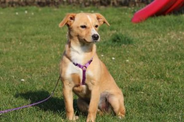 liebenswerte kleine - Sweety