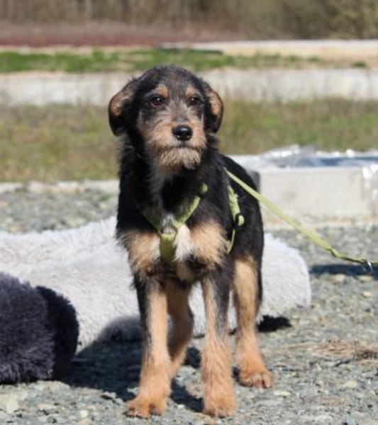 Pino sucht sein Für-Immer-Zuhause!