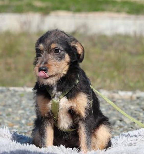 Pino sucht sein Für-Immer-Zuhause!