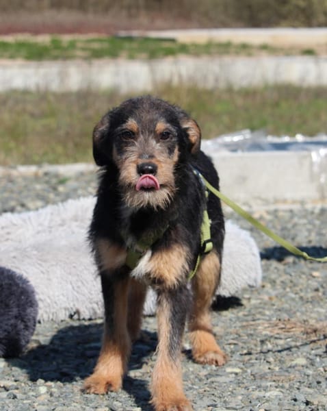 Pino sucht sein Für-Immer-Zuhause!