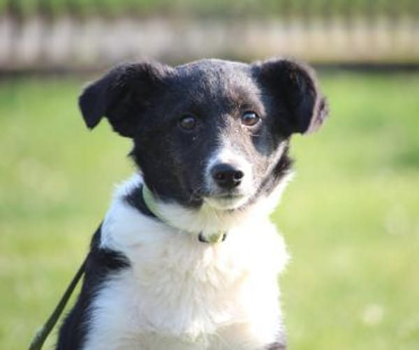 Moo sucht seine Menschen...