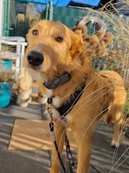 Quaglia - auf PS im Saarland