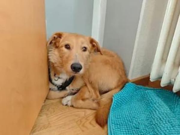 Quaglia - auf PS im Saarland