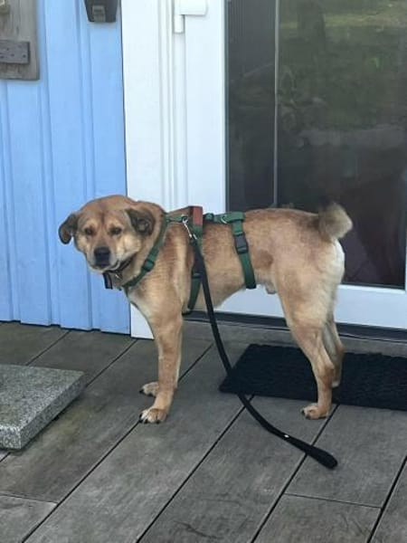 Tapsig fröhlich groß = Jakob- zuckersüß