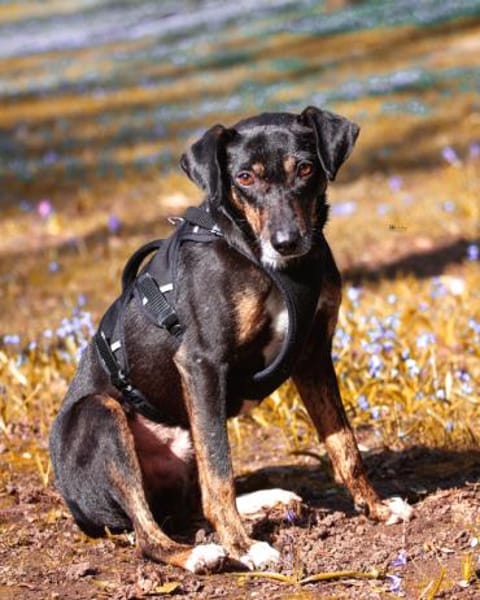 Csiki, fröhlicher Begleiter, 2J in 93047