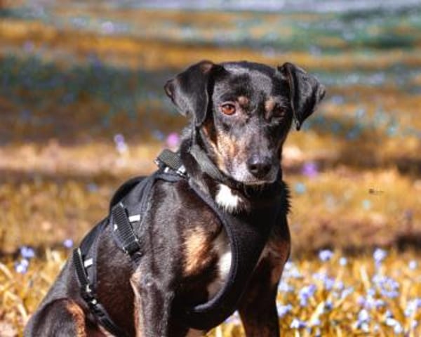 Csiki, fröhlicher Begleiter, 2J in 93047