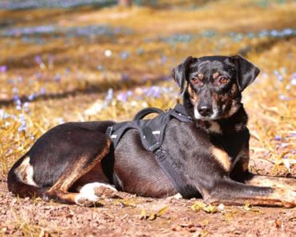 Csiki, fröhlicher Begleiter, 2J in 93047