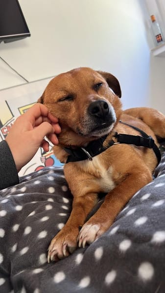 BALU wartet in Essen