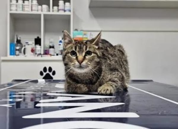 Hermine Freundliches Tigermädel