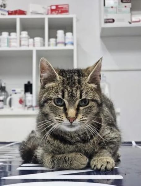 Hermine Freundliches Tigermädel