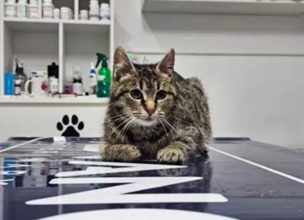 Hermine Freundliches Tigermädel