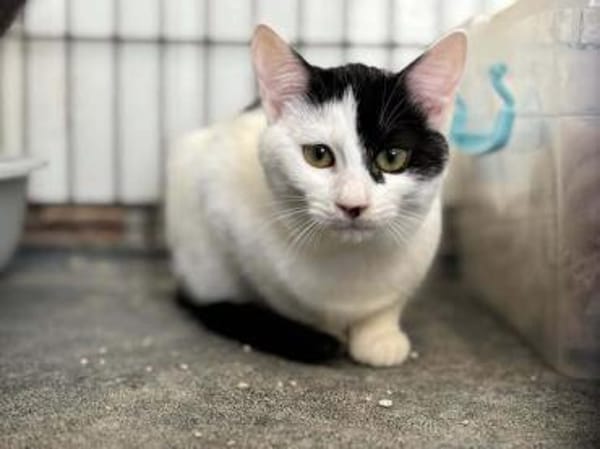 Denise, liebevolles Kuschelherz, ca. 8 M