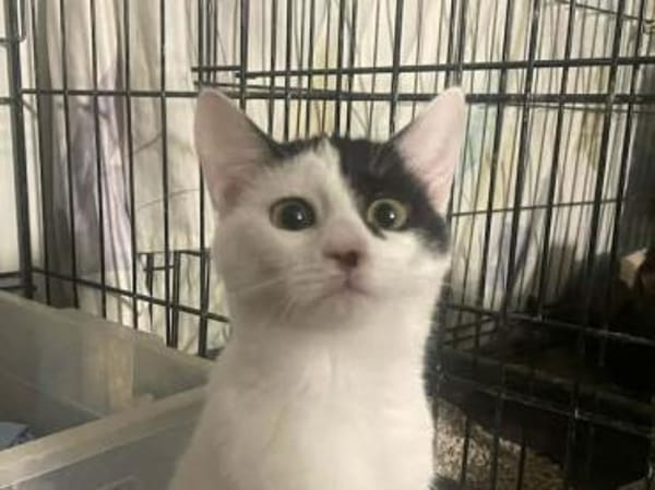 Denise, liebevolles Kuschelherz, ca. 8 M