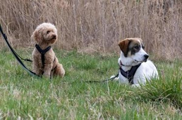 Sugar - wartet in Sachsen-Anhalt