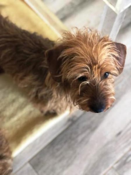 Toni sollte in der Tötungsstation enden