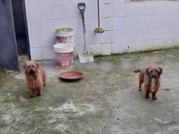 Toni sollte in der Tötungsstation enden