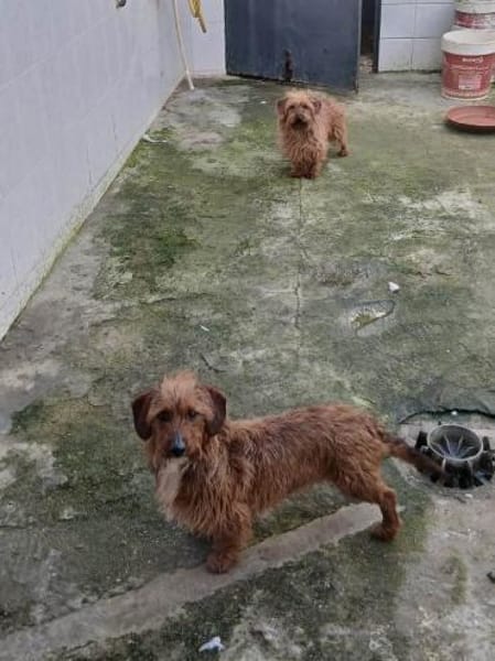 Toni sollte in der Tötungsstation enden