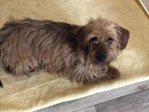 Toni sollte in der Tötungsstation enden